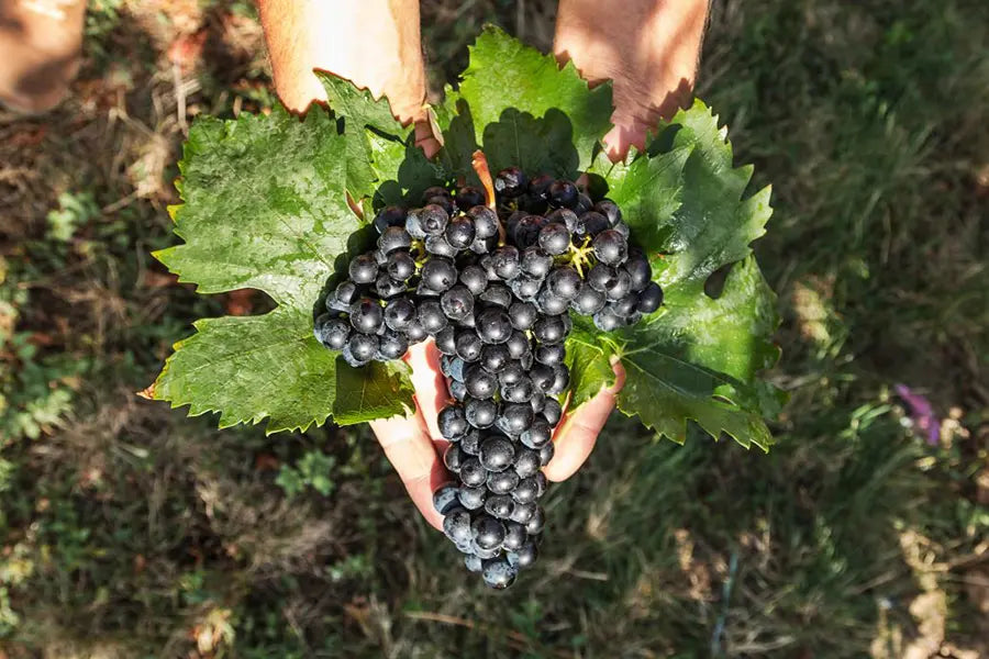 Vinkasse