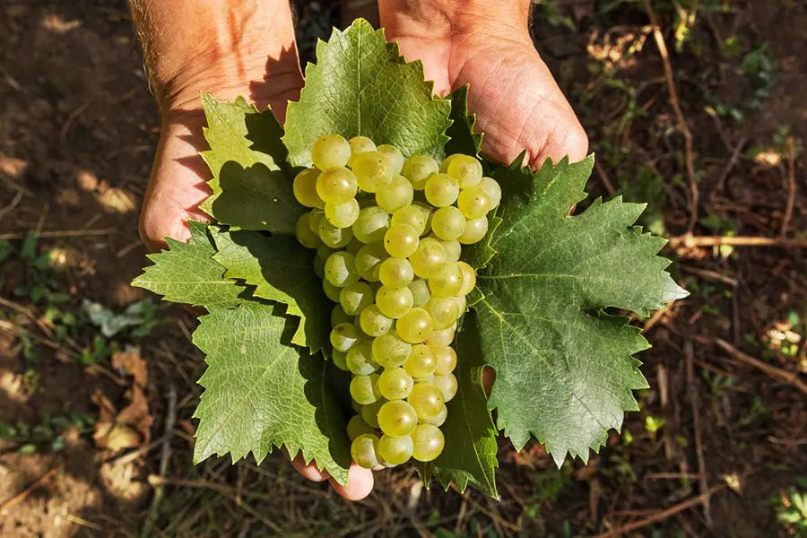 Vinkasse